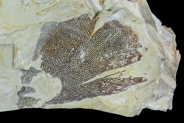 Ordovician Graptolite (Dictyonema) - Fillmore Formation, Utah #95474